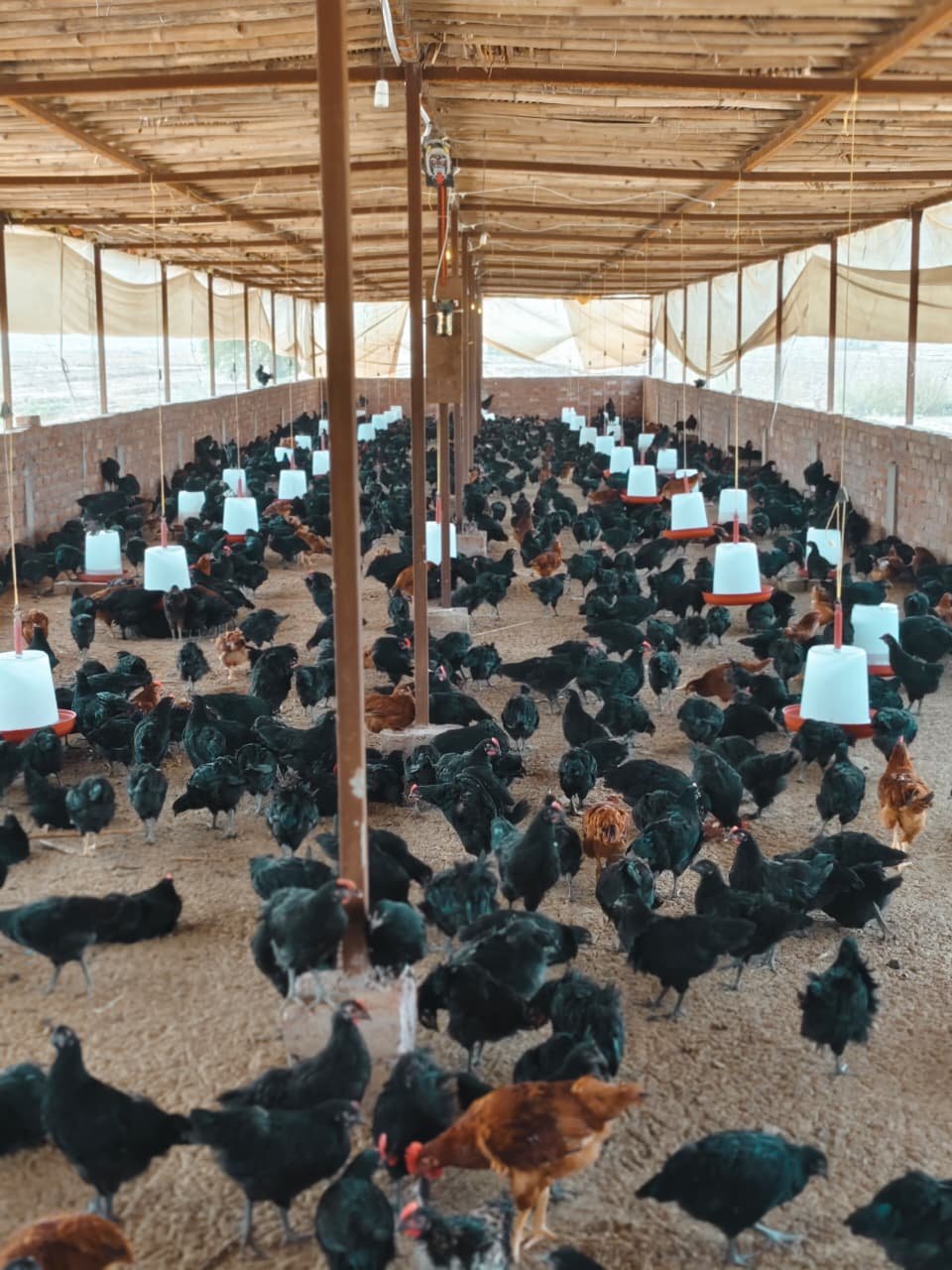 Hens roaming free at the farm