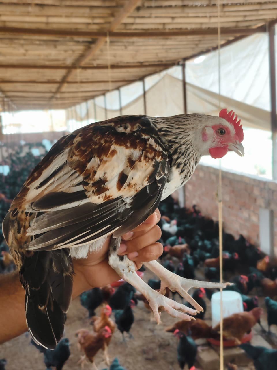 Farm fresh desi eggs packed for home delivery in Jaipur